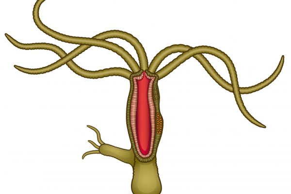 Kraken домен