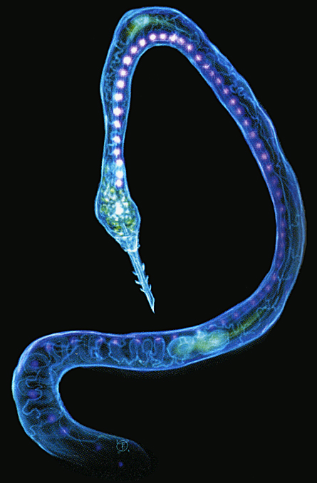 Kraken 17 at